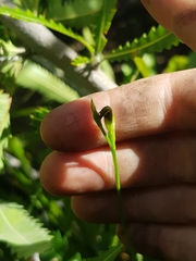 Pterostylis nigricans