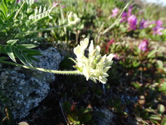 Oxytropis evenorum