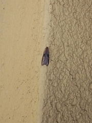 Doloploca punctulana