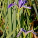 Iris hexagona - Photo (c) Mary Keim,  זכויות יוצרים חלקיות (CC BY-NC-SA)