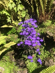 Lobelia erinus