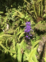 Lobelia erinus