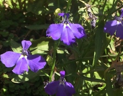 Lobelia erinus