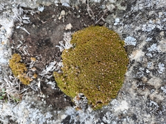 Colobanthus brevisepalus