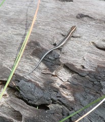 Cryptoblepharus virgatus