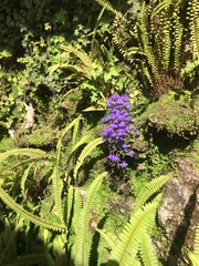 Lobelia erinus