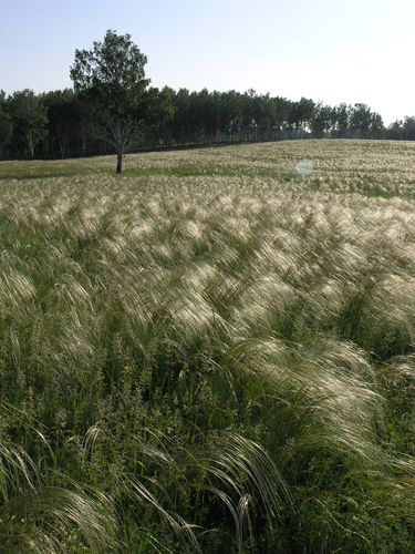 Giant feather grass