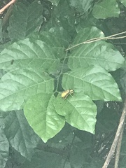 Insecta