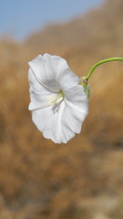 Convolvulus virgatus