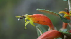 Siphocampylus columnae