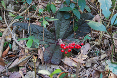 Ardisia primulifolia