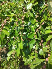 Bridelia cathartica