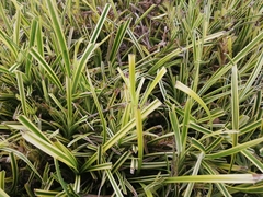Carex morrowii