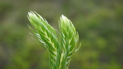 Phlegmariurus hartwegianus