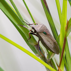 Chalcopis glandulosa