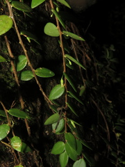 Sphyrospermum buxifolium