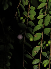 Sphyrospermum buxifolium