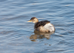 Tachybaptus ruficollis