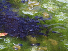 Phrynomantis annectens
