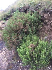 Erica caffrorum