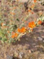 Sphaeralcea coulteri