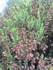 Erica caffrorum