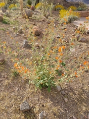 Sphaeralcea coulteri