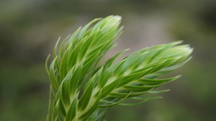 Phlegmariurus hartwegianus