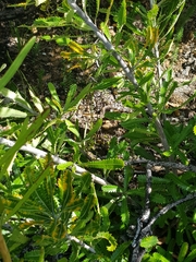 Pterostylis nigricans