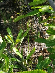 Pterostylis nigricans