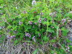 Astragalus ochotensis