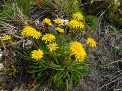 Crepis chrysantha