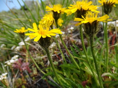 Crepis chrysantha