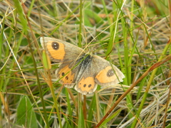 Argyrophenga antipodum