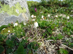 Cassiope lycopodioides