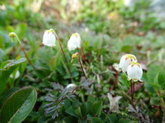 Cassiope lycopodioides