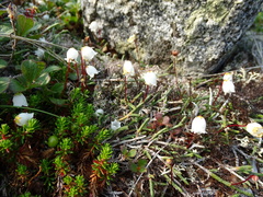 Cassiope lycopodioides