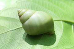 Amphidromus atricallosus