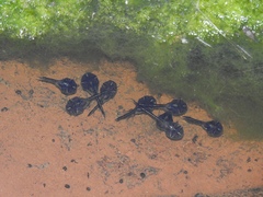 Phrynomantis annectens
