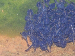 Phrynomantis annectens