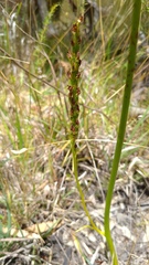 Prasophyllum australe