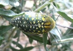 Julodis variolaris