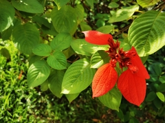 Mussaenda erythrophylla