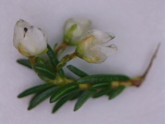 Erica tenuis