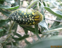 Julodis variolaris