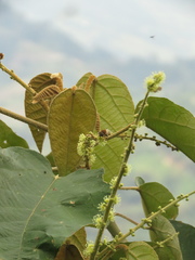 Palpada ruficeps