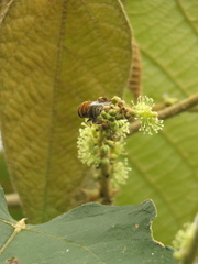 Palpada ruficeps
