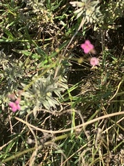Cordylostigma virgatum