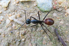 Dinomyrmex gigas