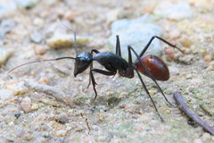 Dinomyrmex gigas
